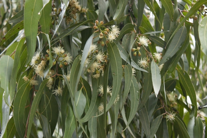 Eucalyptus maculata