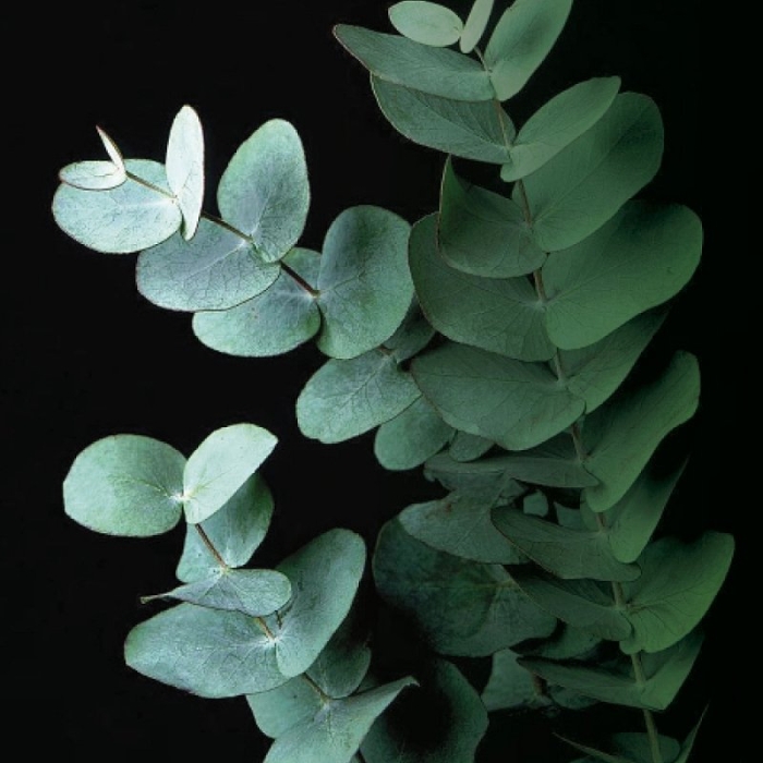 Эвкалипт eucalyptus cinerea silver dollar