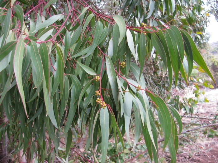 Eucalyptus tree