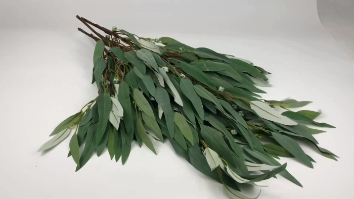 Эвкалипт остролистный