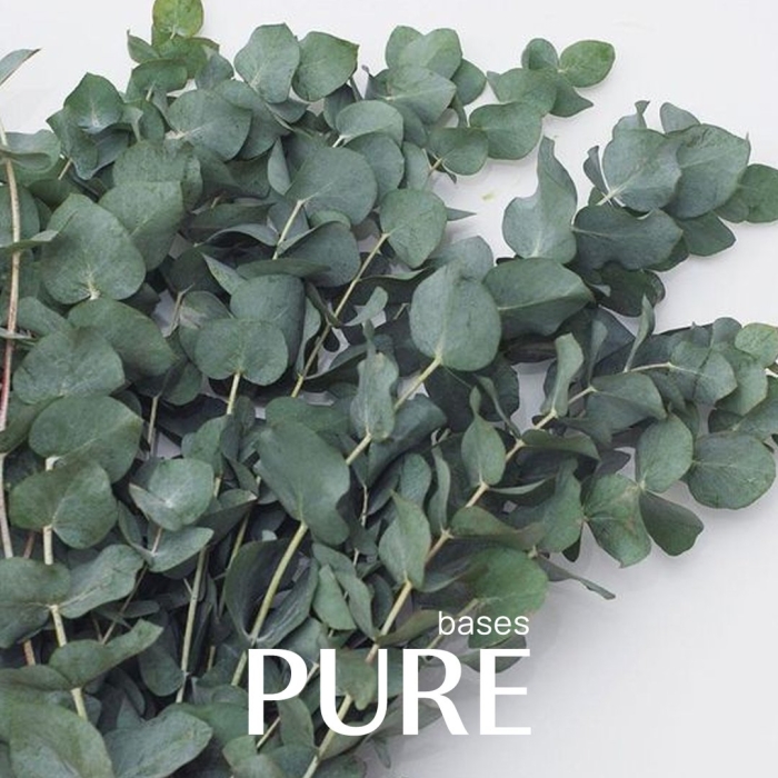 Эвкалипт популус берри