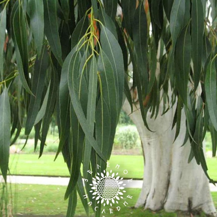 Эвкалипт дальримпля