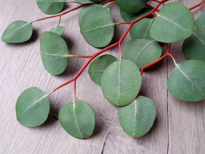 Популус эвкалипт