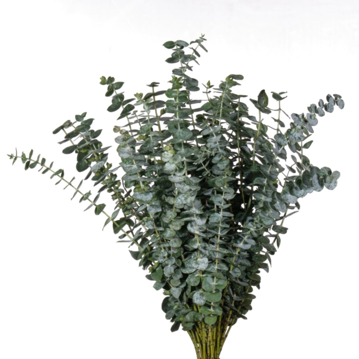 Листья эвкалипт бэби блу