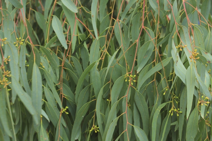 Эвкалипт прутьевидный