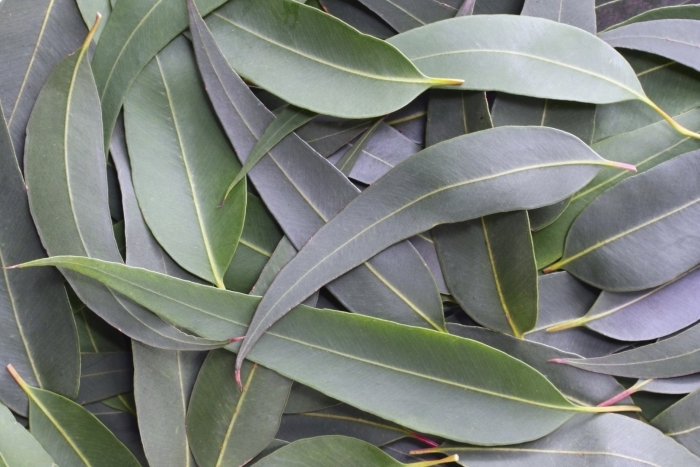 Eucalyptus essential oil