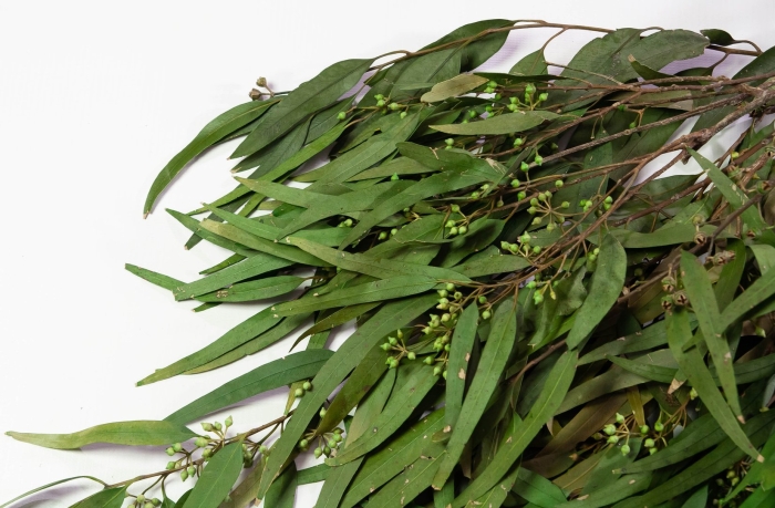 Эвкалипт николи