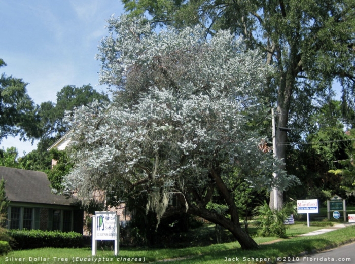 Дерево eucalyptus cinerea