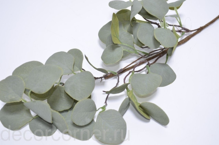 Зелень эвкалипт популус