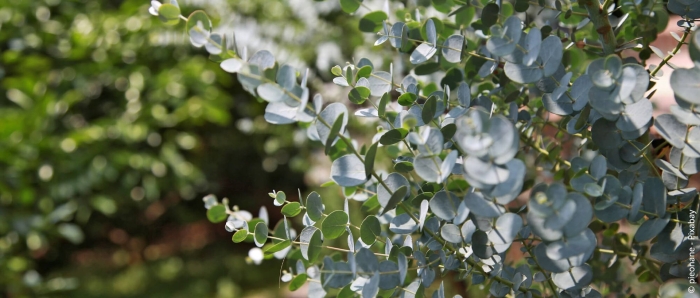 Эвкалипт круглолистный