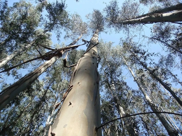 Эвкалипт в сочи