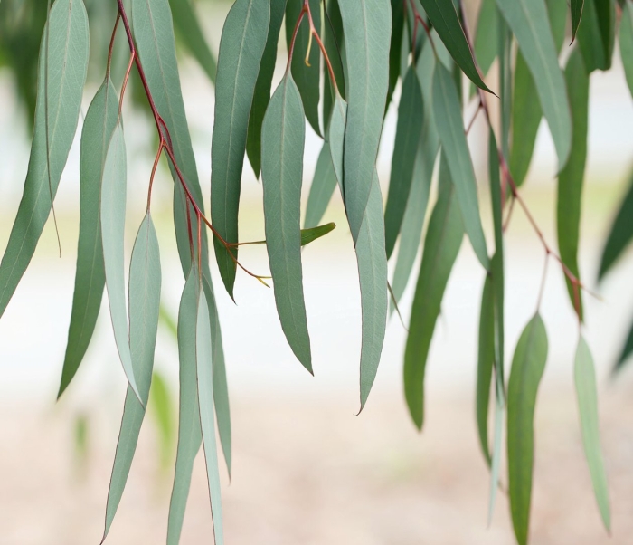 Эвкалипт иволистный