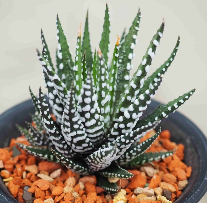 Хавортия аттенуата каеспитоза