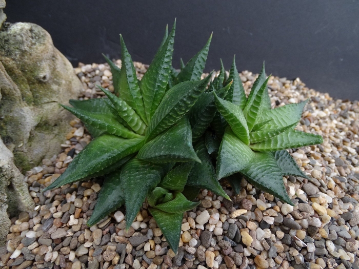 Хавортия сноу уайт