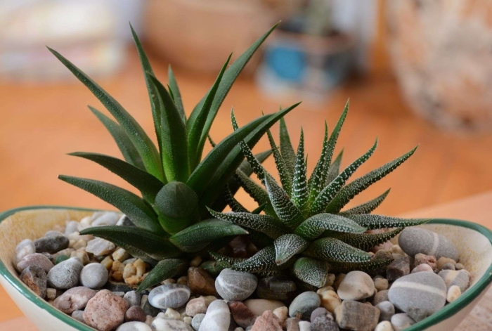 Суккулент алоэ хавортия