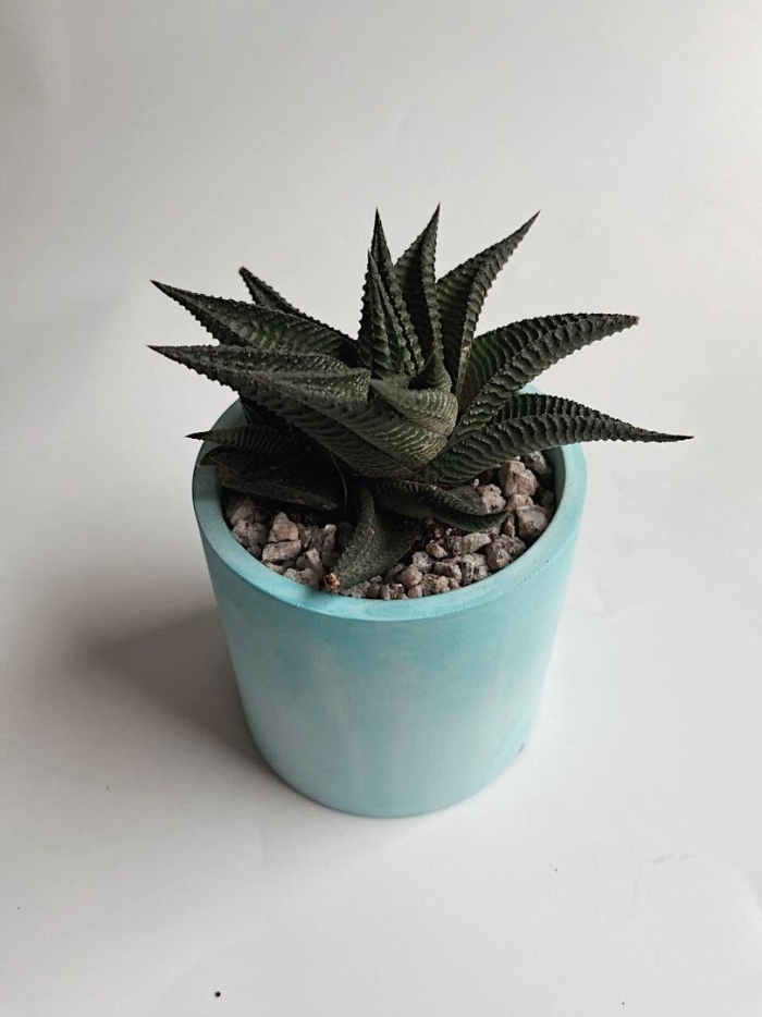 Haworthia limifolia