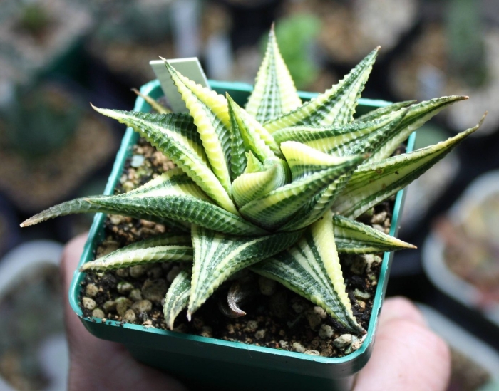 Хавортия вариегата