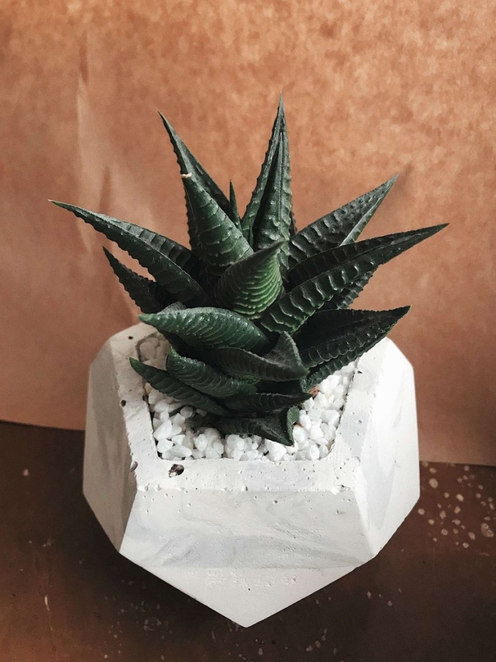 Растение хавортия