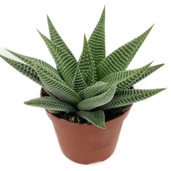 Хавортия спайдер уайт