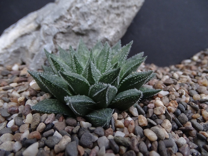 Haworthia cymbiformis variegata