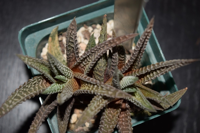 Хавортия полосатая цветение