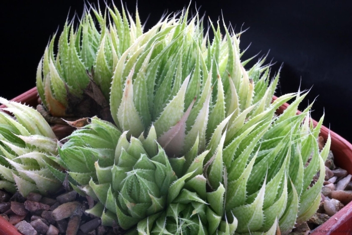 Хавортия купера haworthia cooperi