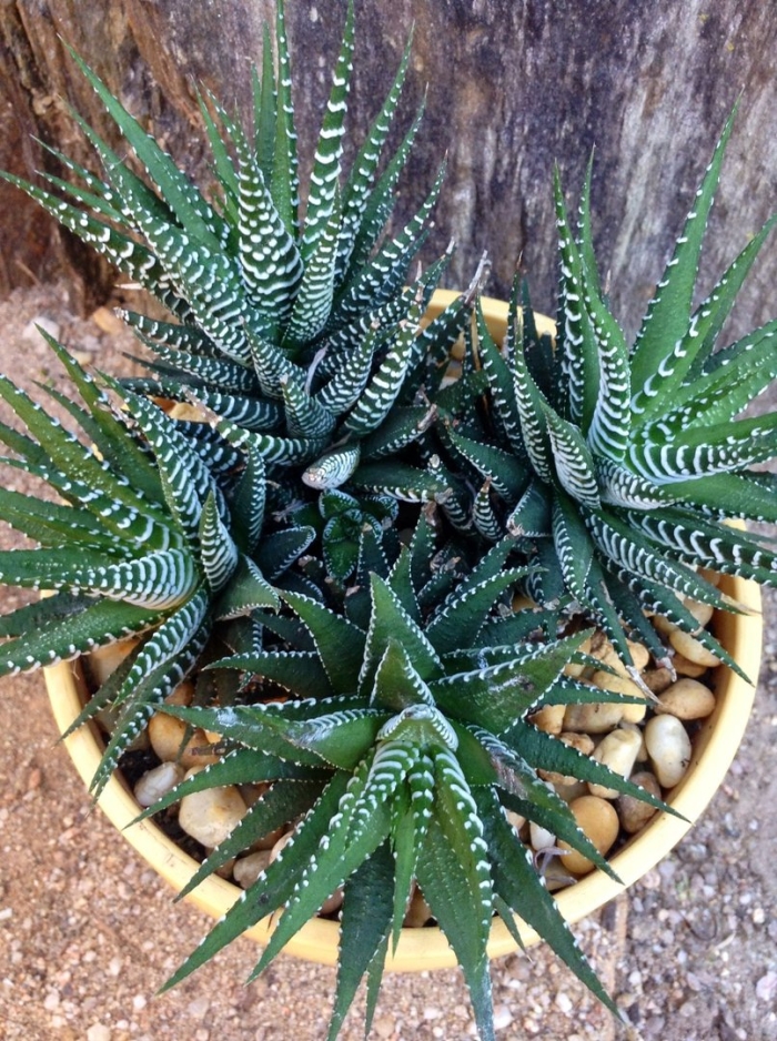 Кактус хавортия