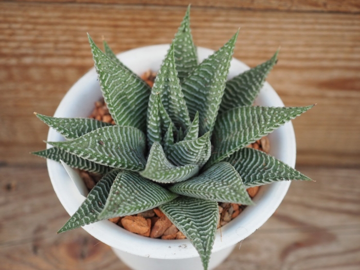 Хавортия спайдер вайт