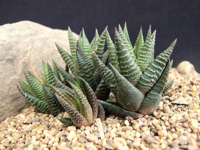 Хавортия cymbiformis