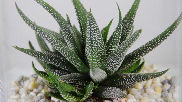 Haworthia attenuata var radula