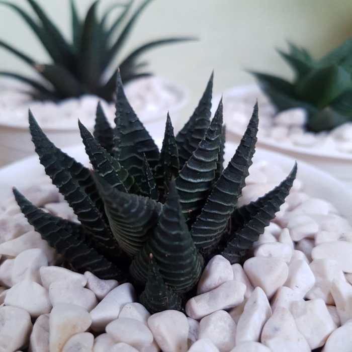 Хавортия веноза