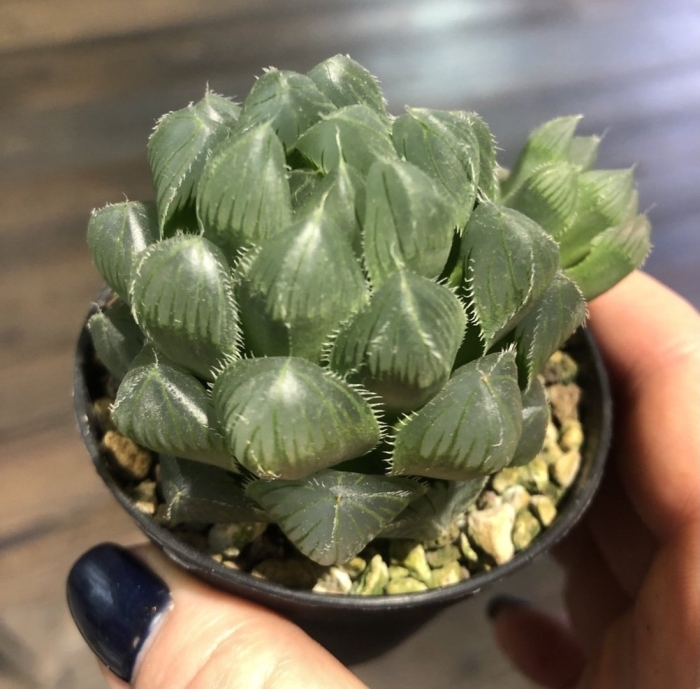 Хавортия купери