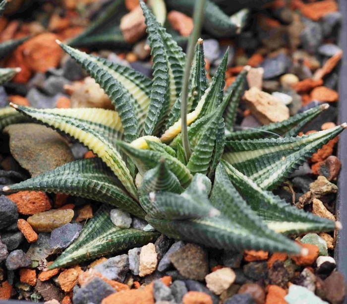 Haworthia limifolia variegata