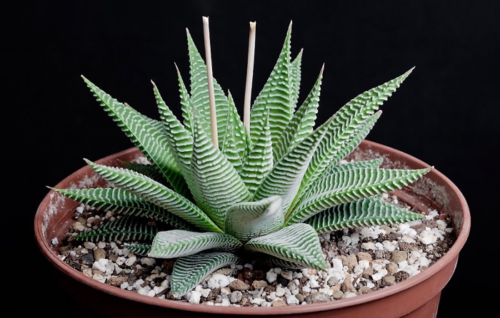 Хавортия ретуза размножение