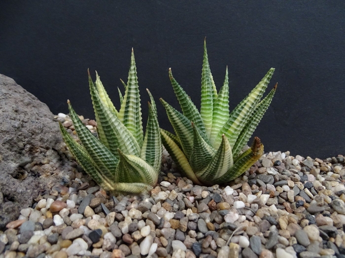 Алоэ хавортия