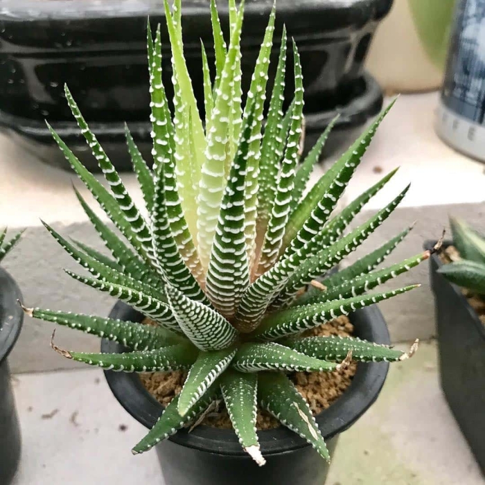 Суккулент хавортия аттенуата