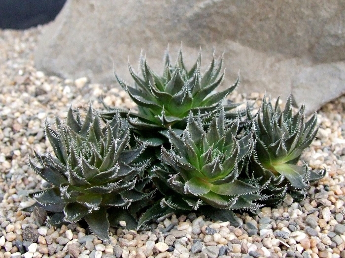 Haworthia translucens