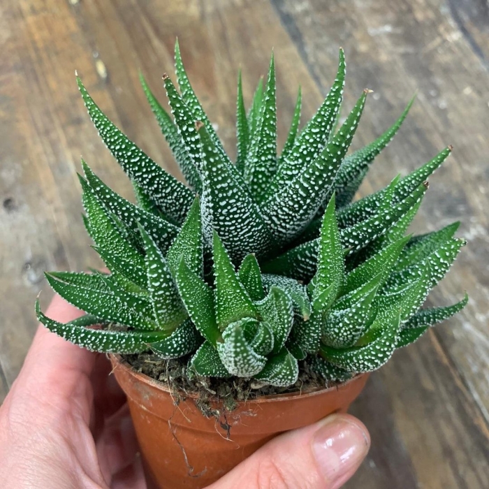 Хавортия аттенуата микс