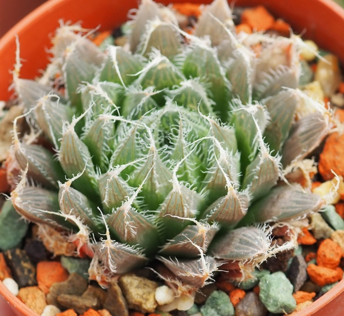 Haworthia pumila variegata