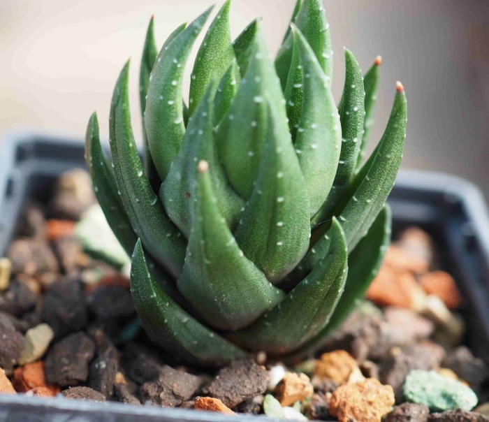 Haworthia coarctata