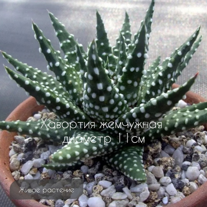 Haworthia margaritifera
