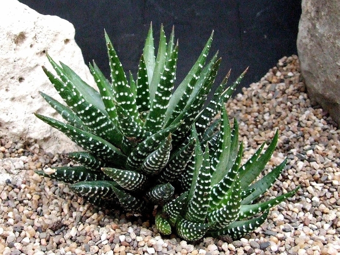 Хавортия конколор