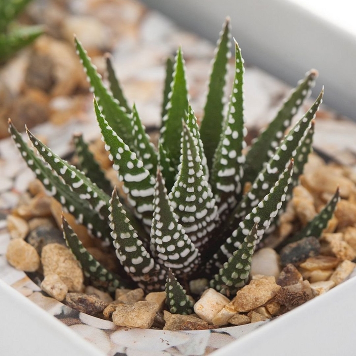 Хавортия альба