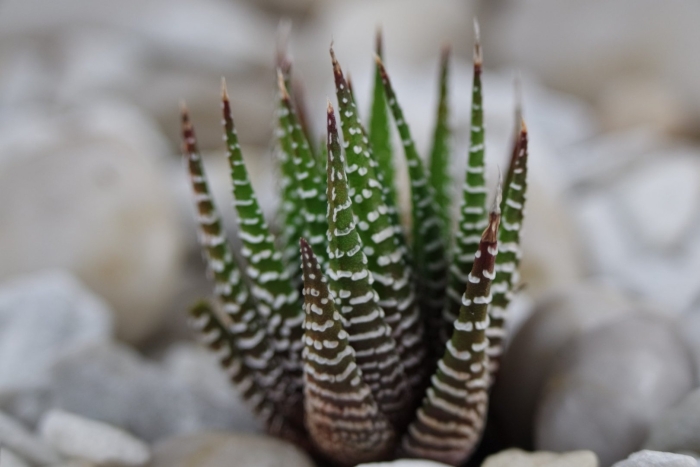 Суккулент хавортия цветение