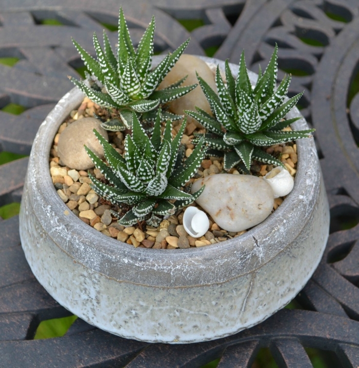 Суккулент хавортия фасциата