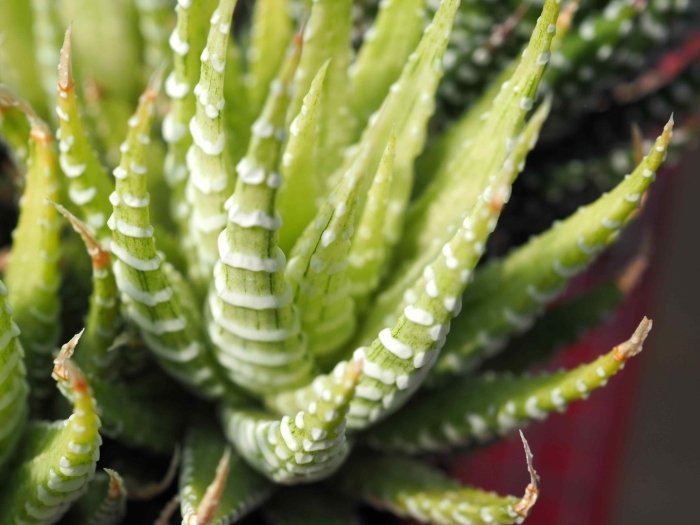 Haworthia fasciata