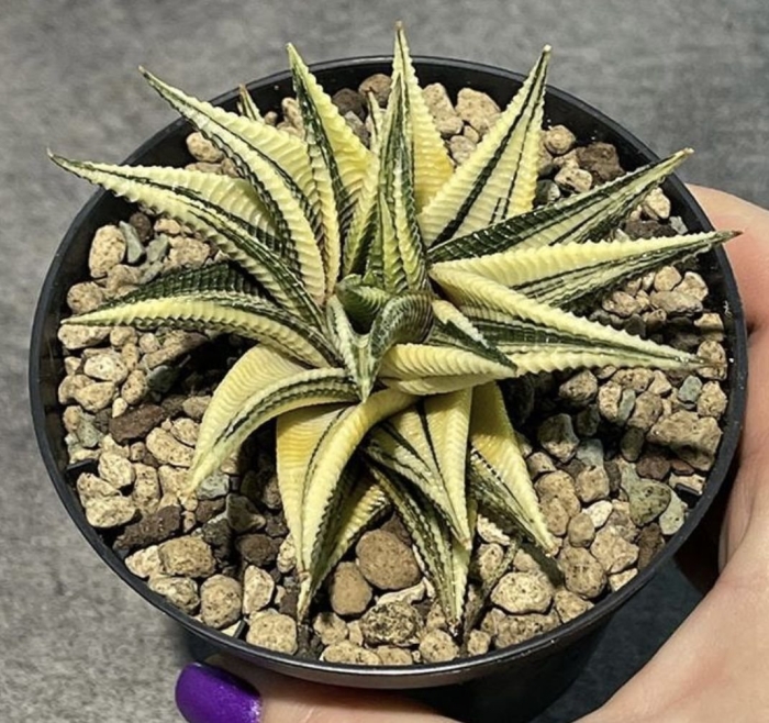 Суккулент хавортия ладьевидная