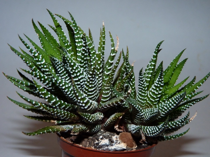 Алоэ остистое хавортия