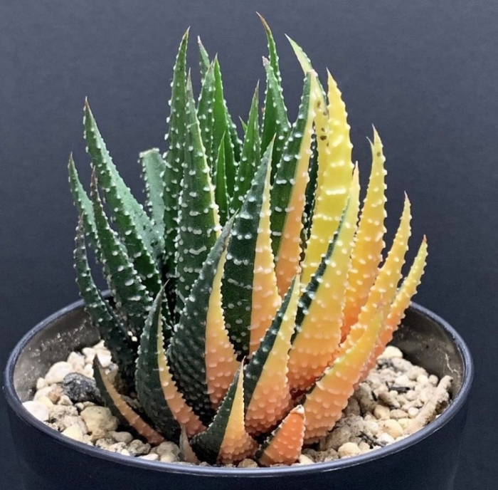 Хавортия маргаритифера