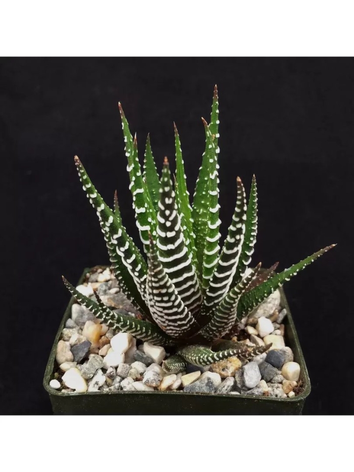 Суккулент хавортия полосатая